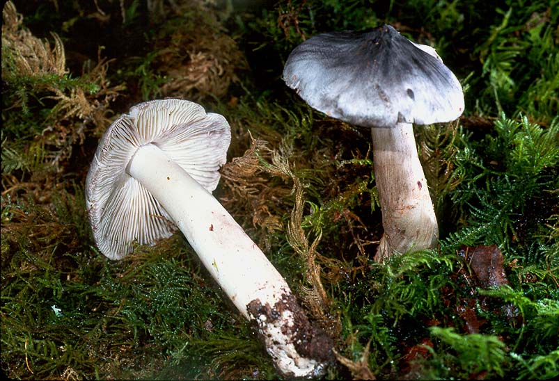 Tricholoma argenteum